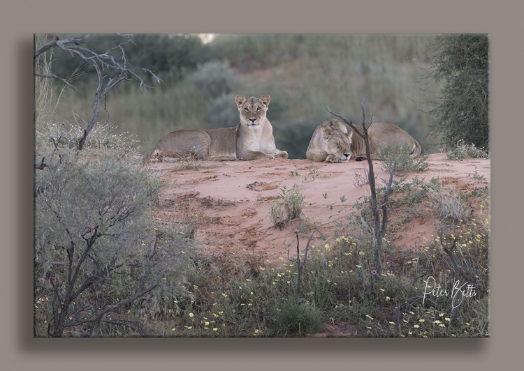 The Sisterhood..Rooiputs Camp Site.jpg