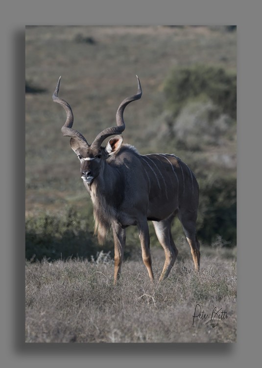 Addo Kudu Bull.jpg