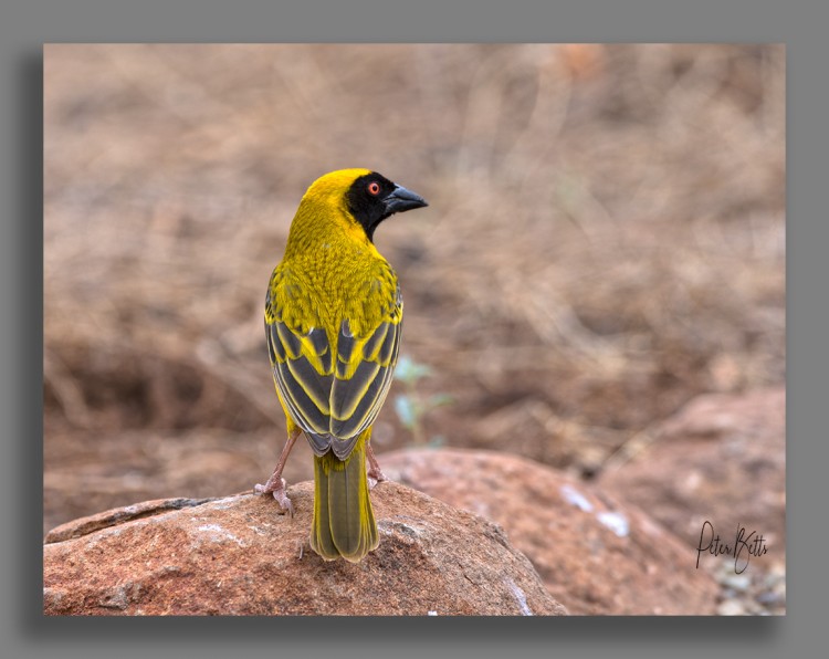 Masked Weaver.jpg