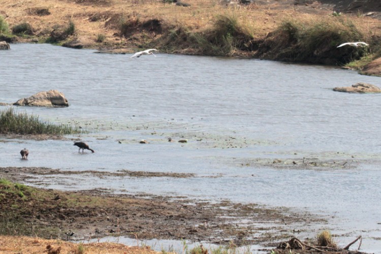 african spoonbill, blacksmith lapwing and spur-winged goose.jpg