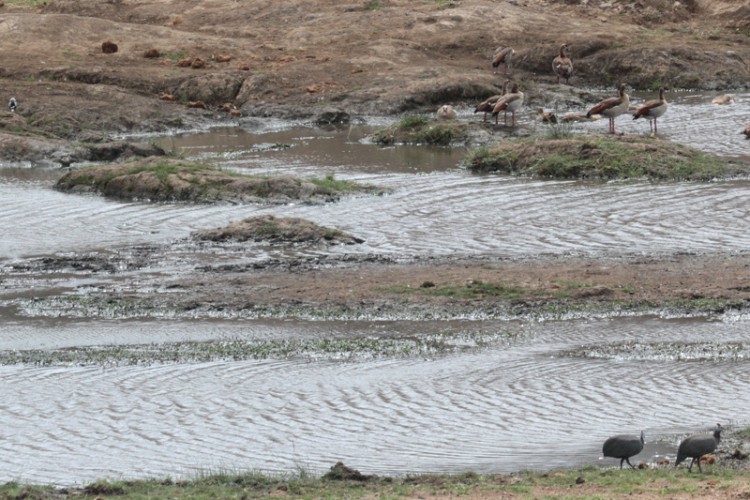 blacksmith lapwing, egyptian goose and helmeted guineafowl.jpg