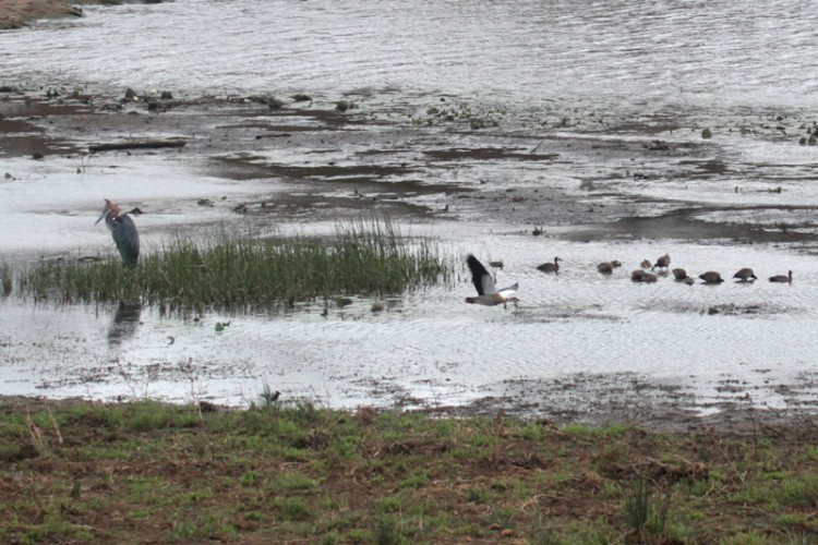 blacksmith lapwing, egyptian goose, goliath heron and white-faced duck.jpg