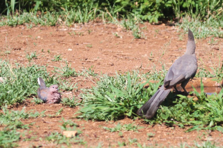 grey go-away-bird and laughing dove.jpg