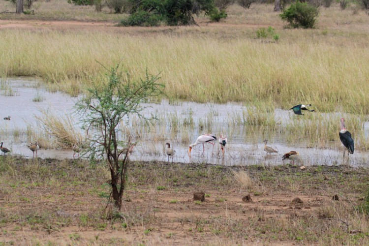 comb duck, egyptian goose, marabou stork, yellow-billed stork and white faced duck.jpg