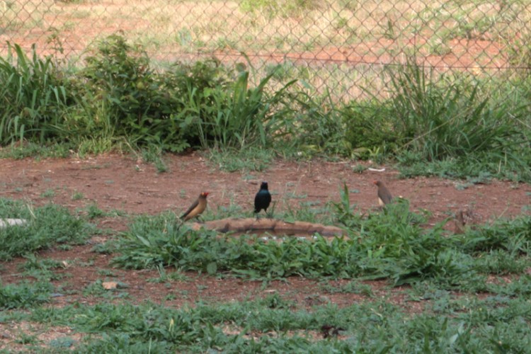 cape glossy starling and red-billed oxpecker.jpg