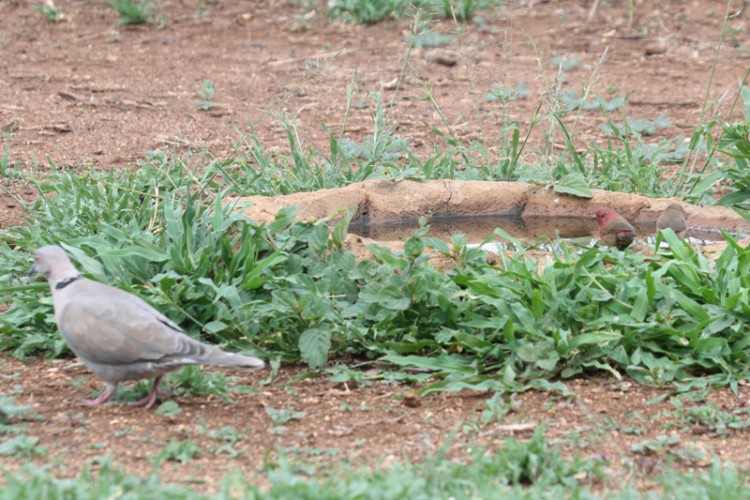 mourning dove and red-billed firefinch.jpg