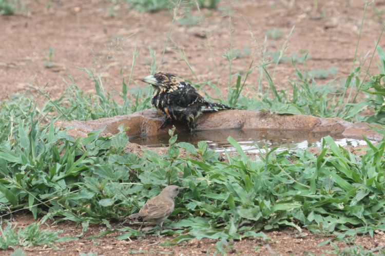 creasted barbet and southern grey-headed sparrow.jpg