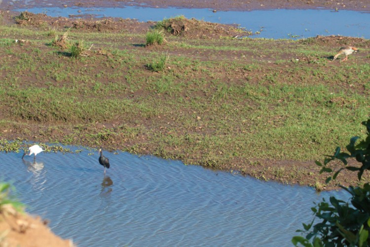 african openbill, african sacred ibis and egyptian goose.jpg