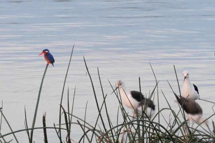 black-winged stilt and malachite kingfisher.jpg