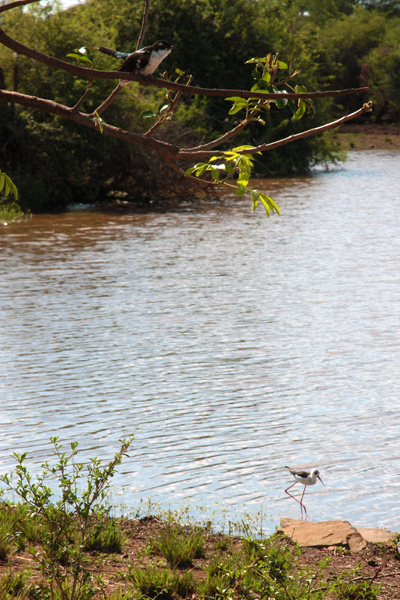 black-winged stilt and diderick cuckoo.jpg