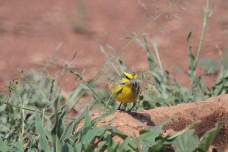 yellow-fronted canary.jpg