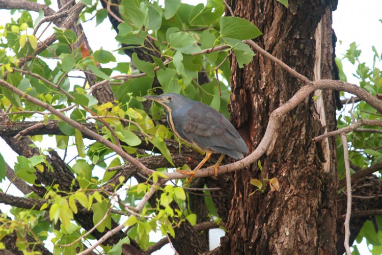 dwarf bittern.jpg