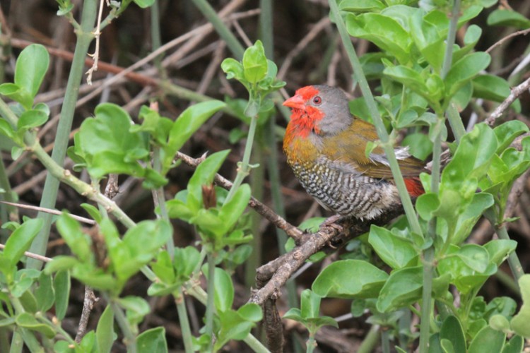 green-winged pytilia.jpg