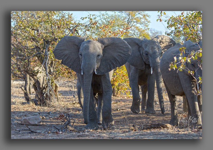 Babalala Elephant surround.jpg