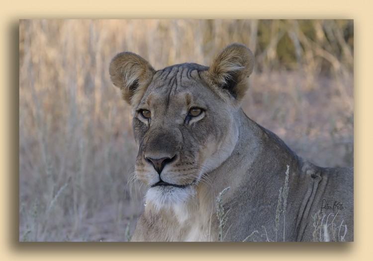 Kalahari Lioness Portrait.jpg
