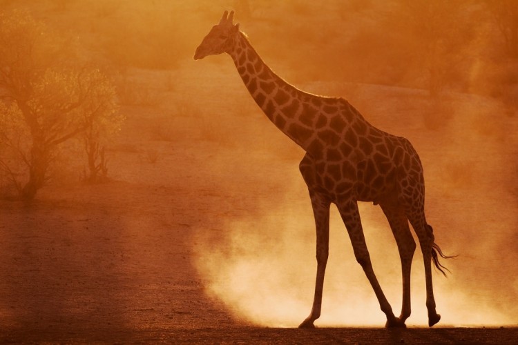 Giraffe-Kirsten-Frost-min.jpg
