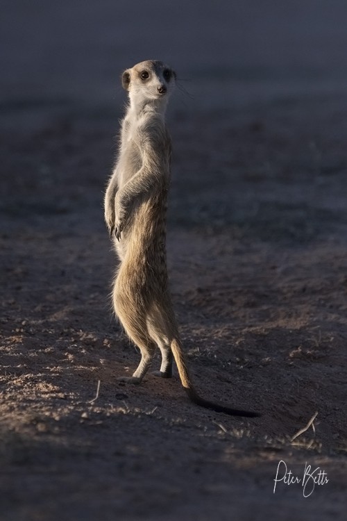 Well Lit Suricate.jpg