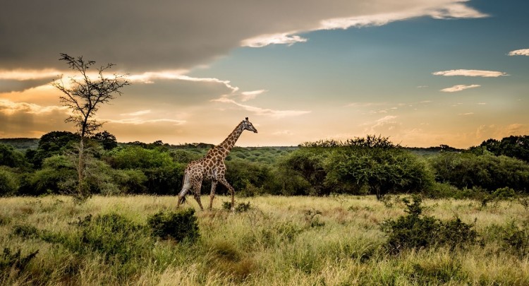Giraffe-Samuel-Cox-min.jpg