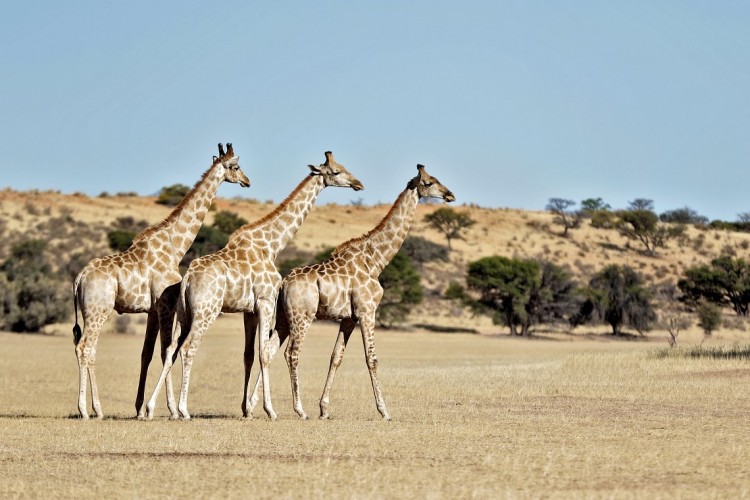 Giraffe-Dee-Roelofsz-Kgalagadi-min.jpg