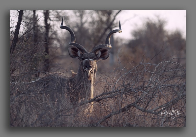 Kudu Bull.jpg