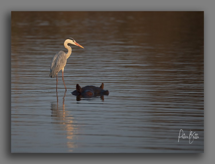 Golden Hour Kruger National Park.jpg