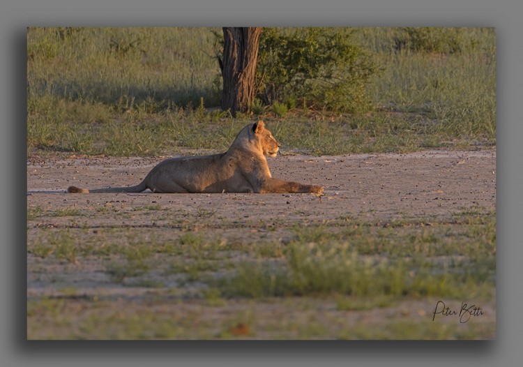Sunning itself.jpg