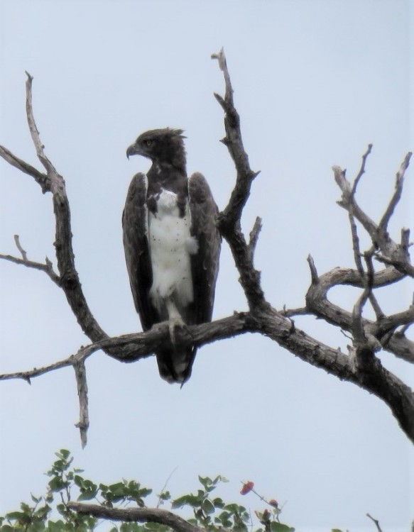 Martial Eagle.JPG