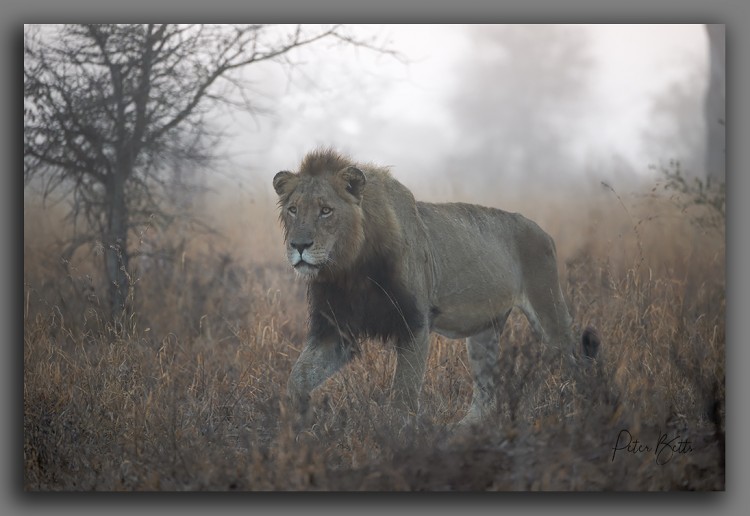 Lion in the Mist.jpg