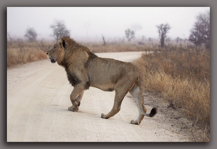 Kruger Park Bruiser S39.jpg
