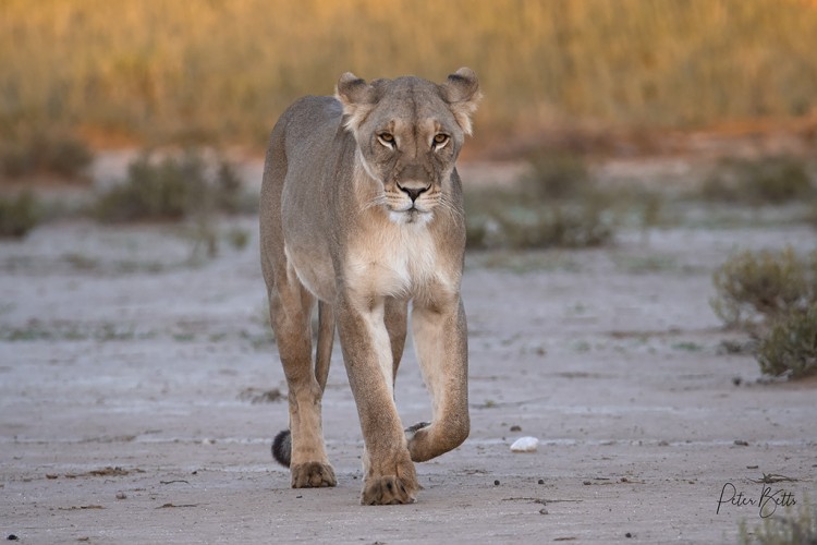 Approaching Lioness Rooiputs.jpg