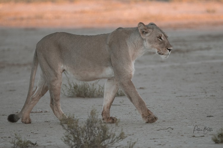 Lioness at Sunrise.jpg