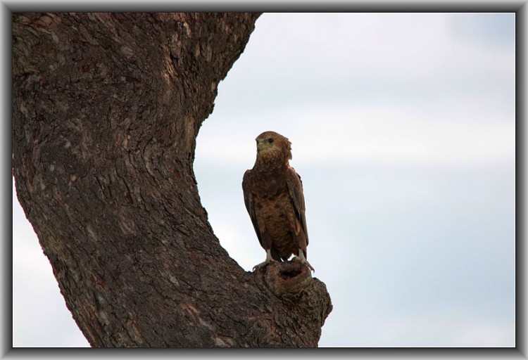 9-7 Bateleur Juv.jpg