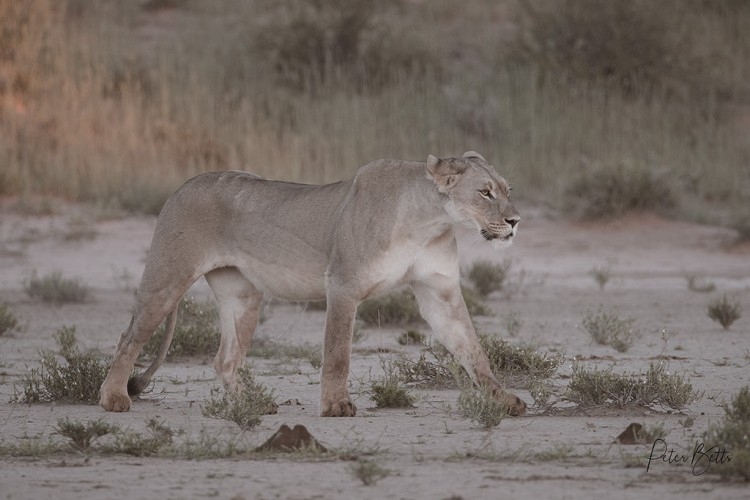 Pre Dawn Lioness.jpg