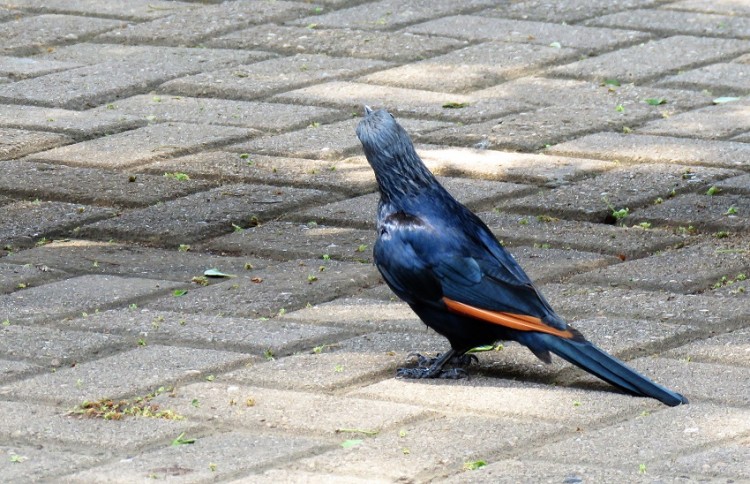 Red-winged Starling.JPG