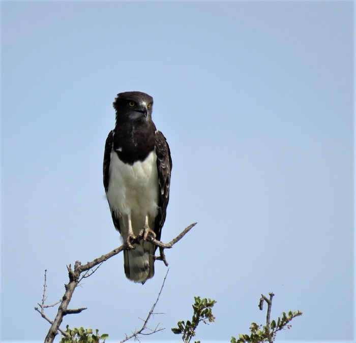 Black-breasted snake-eagle.JPG