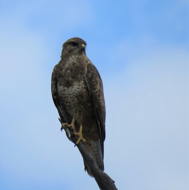 Steppe Buzzard.JPG