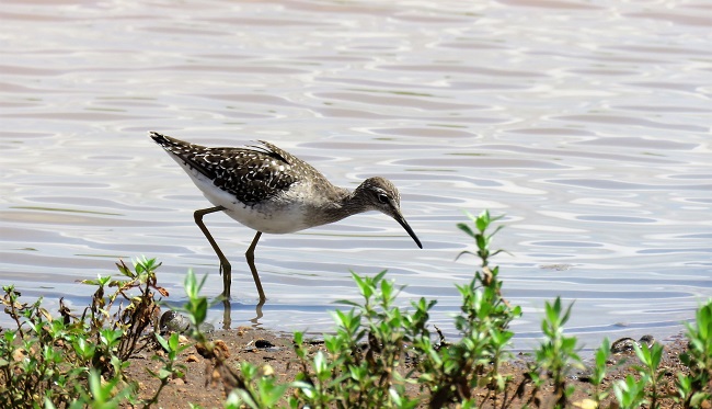 Common Greenshank.JPG