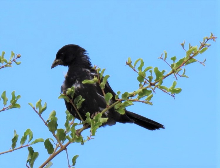 Buffalo Weaver.JPG