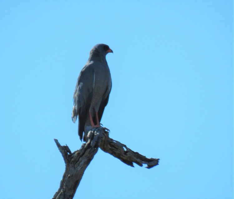 Dark Chanting Goshawk.JPG