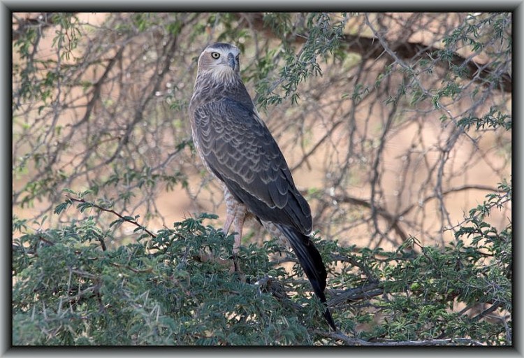 18-31Juvenile Pale-chanting goshawk.jpg