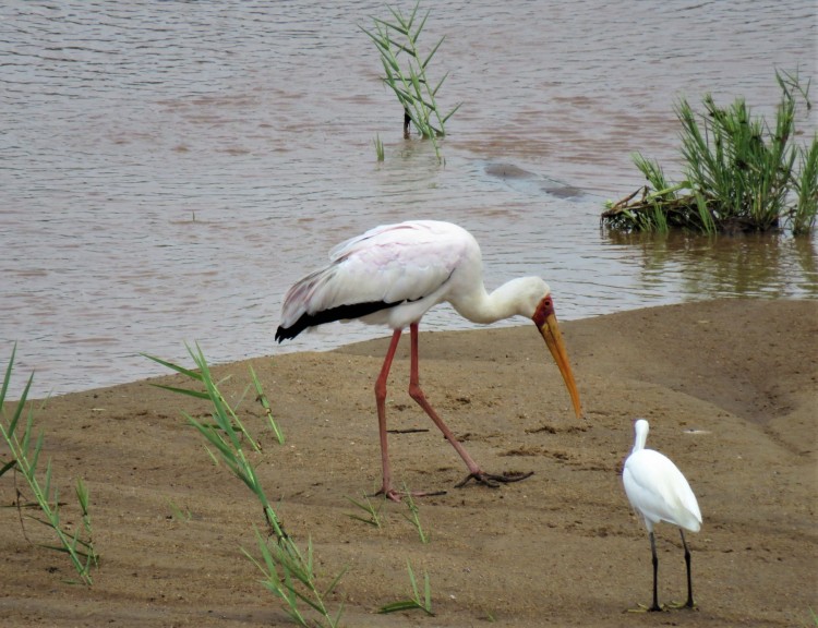 Yellow-billed stork+little egret.JPG