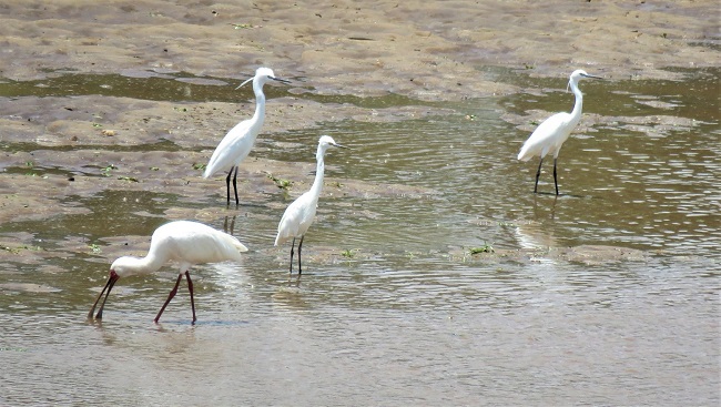 Little egrets&spoon-billed stork.JPG