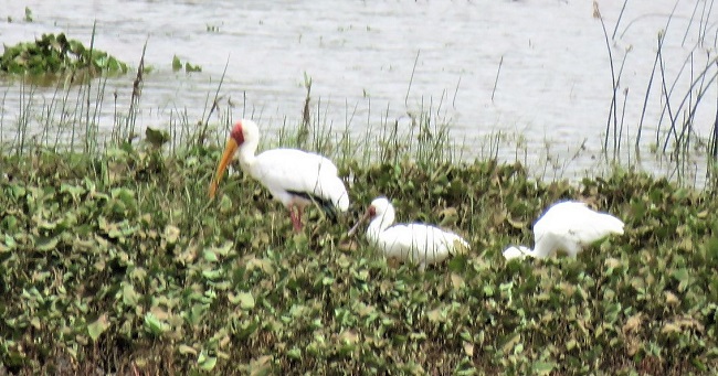 Yellow-billed+spoon-billed storks.JPG