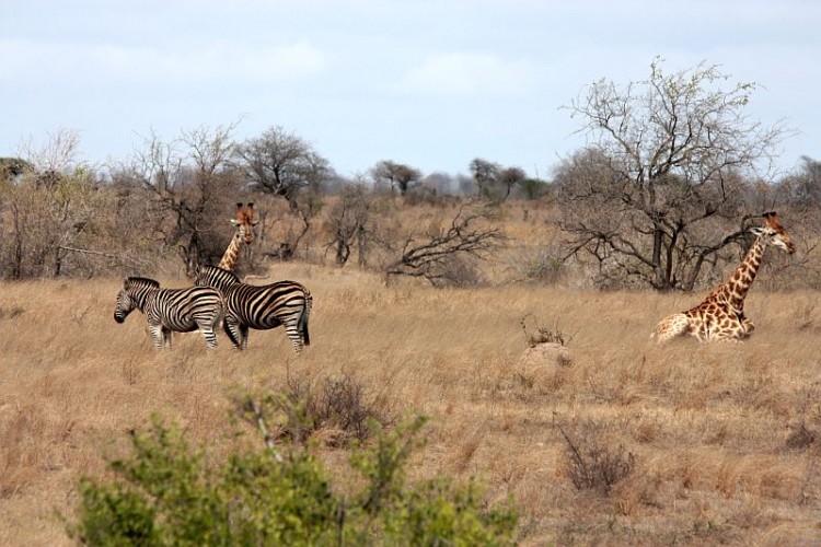 knp17.jpg