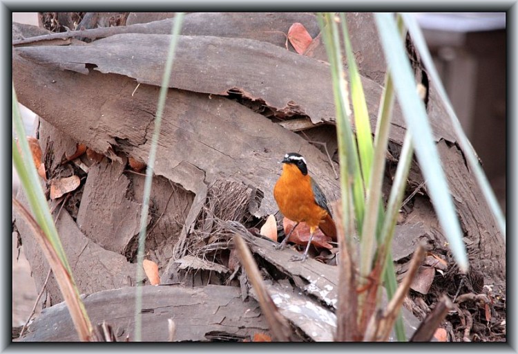 L25-15White-browed Robin-Chat..jpg