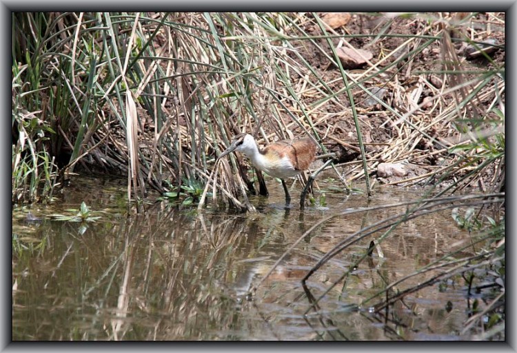 L24-13African Jacana (old juvenile).jpg