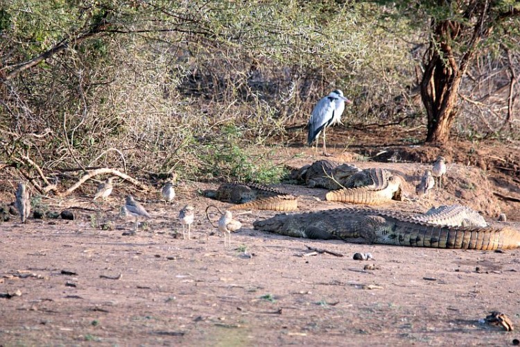 b5Water Thick-Knee and Grey heron.jpg