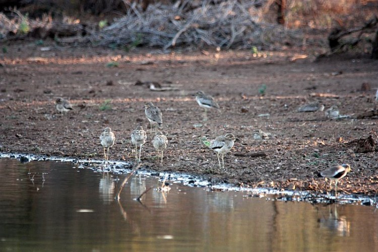 b4Water Thick-Knee, Blacksmith Lapwing.jpg