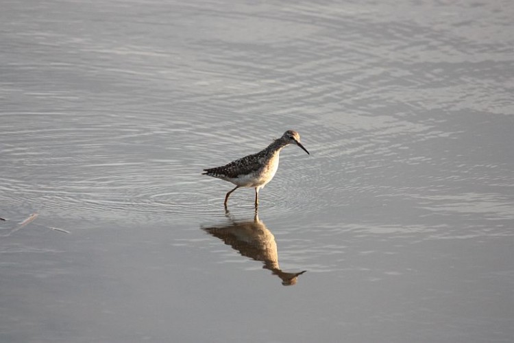 b6Wood Sandpiper.jpg