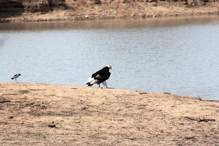 b41Lappet-faced Vulture,Blacksmith Lapwing.jpg